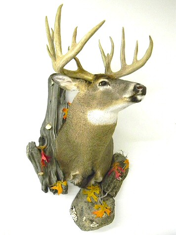 Deer Taxidermy Pennsyvlania