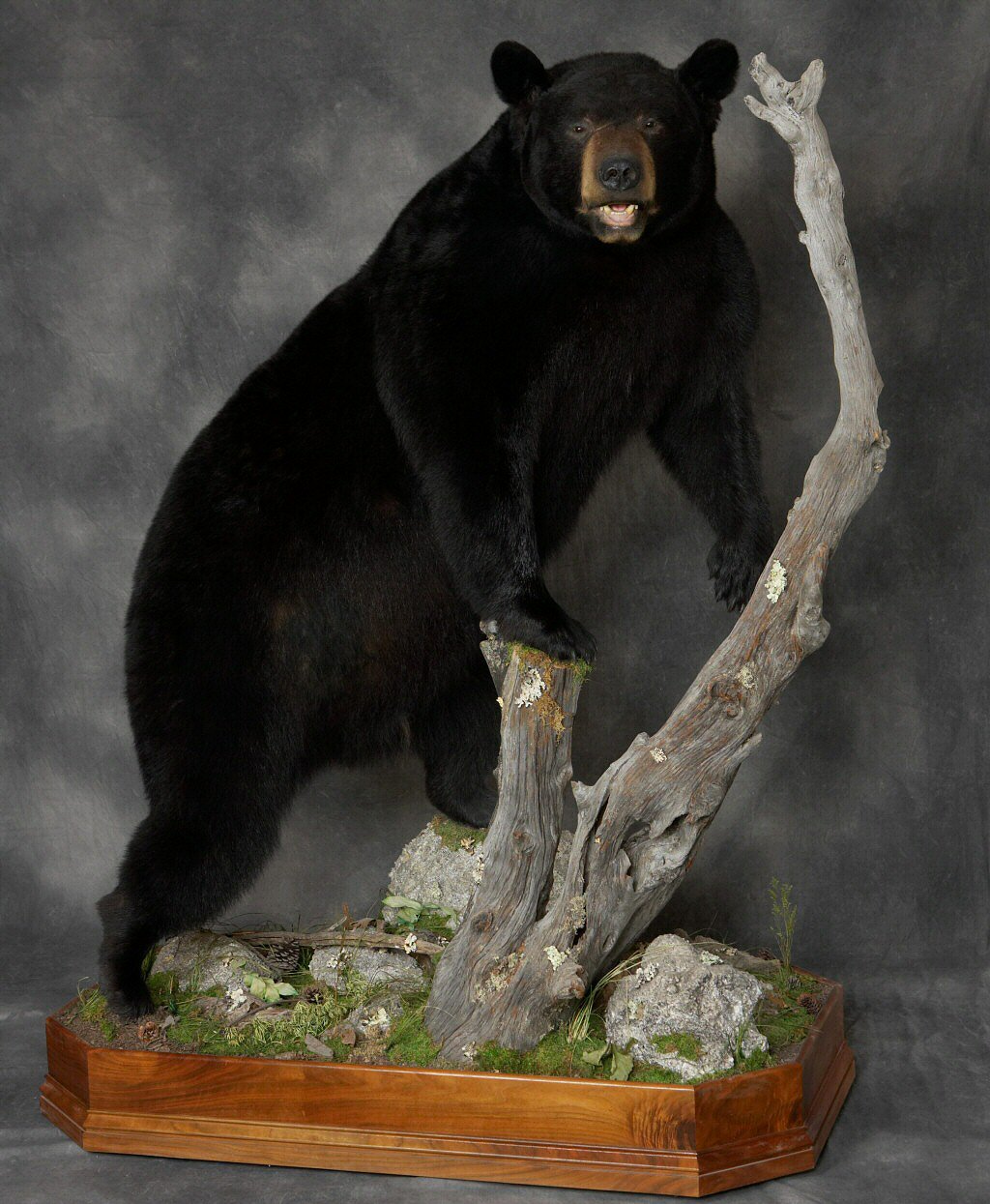 Black Bear Life Size Full Body Taxidermy Mounts at Brown Bear Taxidermy Studio Pine Grove PA