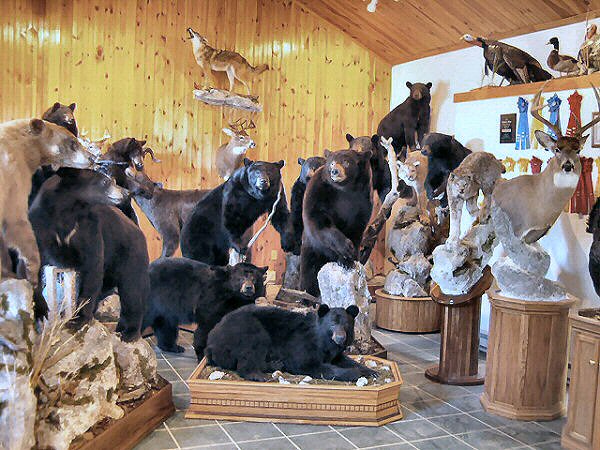 PA Taxidermist Brown Bear Taxidermy Studio Pine Grove PA, Life Size Bear Mounts, Deer Mounts, More