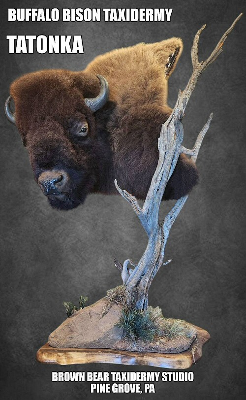 Buffalo Bison Taxidermy Mounts at Brown Bear Taxidermy Studio Pine Grove Pennsylvania